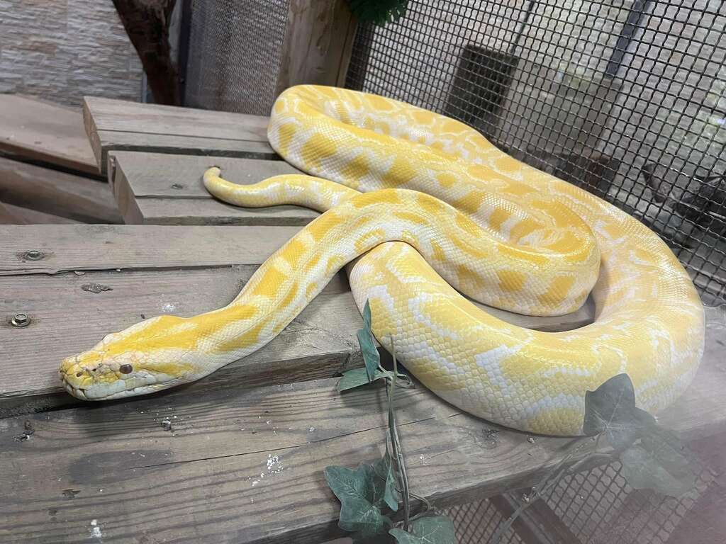 快新聞/感謝風災救援英雄辛勞! 壽山動物園憑證「年底前免費入園」