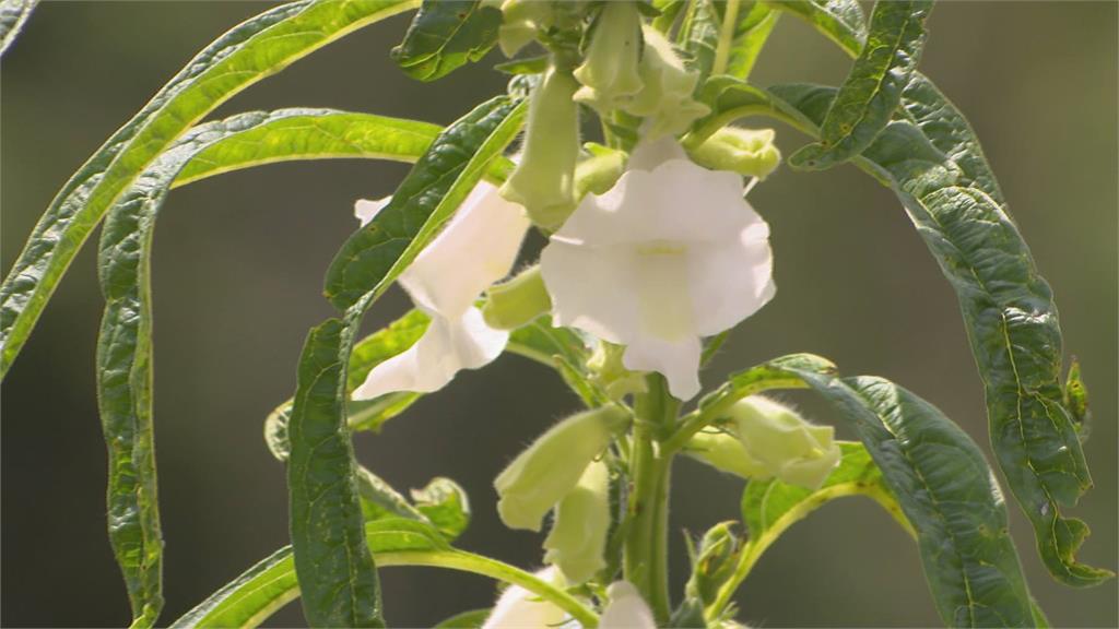 獨家/芝麻開花竟是白色?富味鄉陳昶宏闢謠:芝麻粉絕非榨油粕!