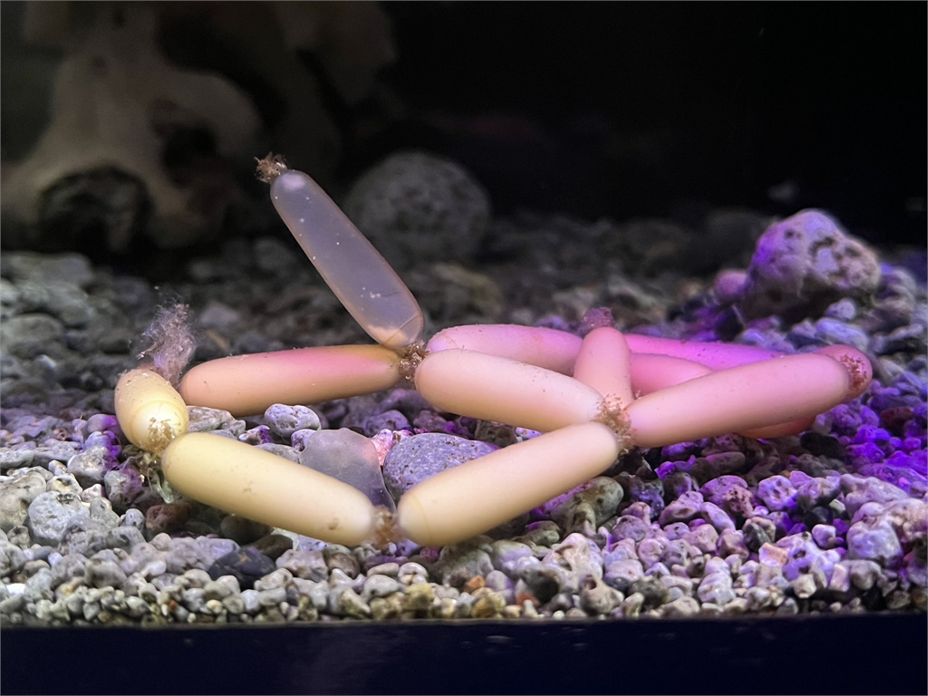 日本深海「鑫鑫腸」現身水族館!飼育員曝是「這1魚」寶寶 孵化竟要一年