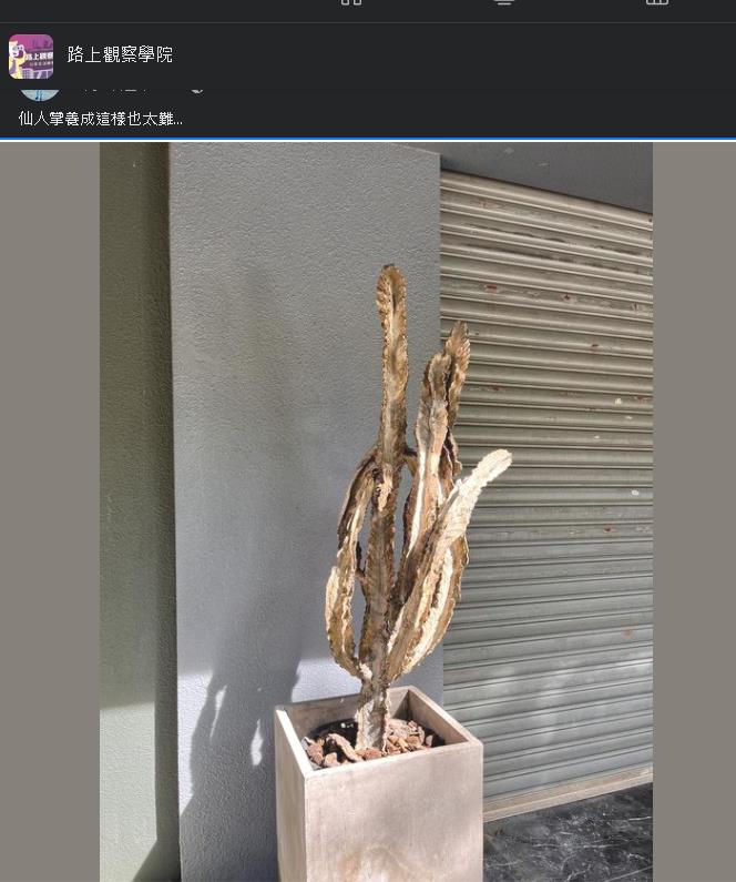 植物活生生養成「乾」！內行透露品種「比仙人掌強」：竟能讓它領便當