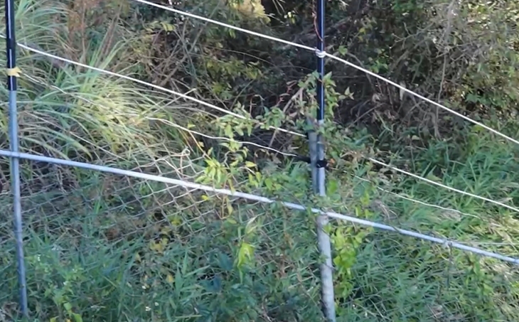 台中山區猴害多! 武陵農場組驅猴隊 農民架電網防猴