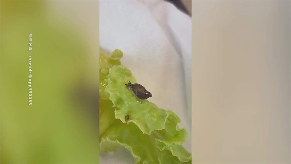 沙拉爬出「活體蝸牛"」店員神回 : 代表我們的菜很乾淨