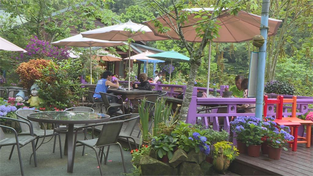 繡球花開滿庭園 遊客賞花、品嘗香菇