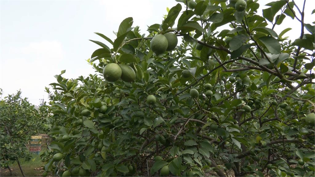 屏東檸檬"延遲性農損"　產量少收購價卻直直落