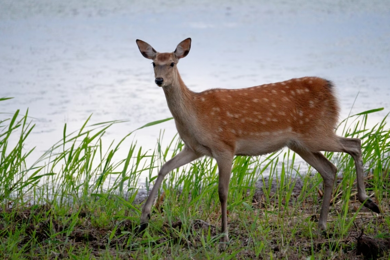 蔡正元嗆「中國人不來奈良鹿快餓死」!網神回:牠們主食是「陸客」嗎?