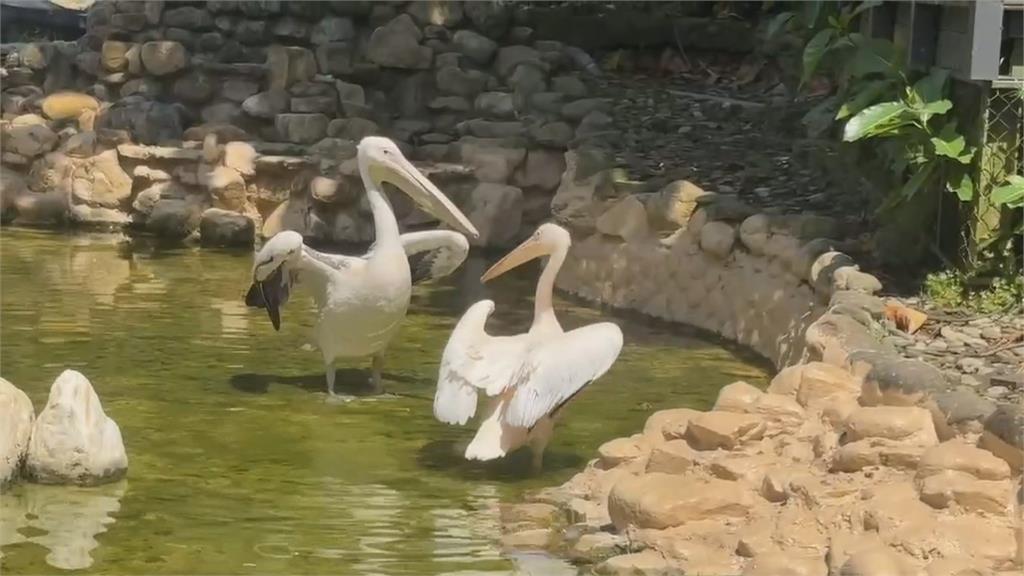 萌！壽山動物園「新朋友」報到　鵜鶘、侏儒羊、兔豚、昏倒羊與民眾相見歡