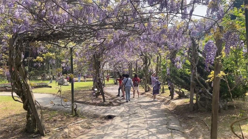 恐花苞凍傷「羽絨衣」防寒奏效 杉林溪「紫藤花」瀑布隧道重生
