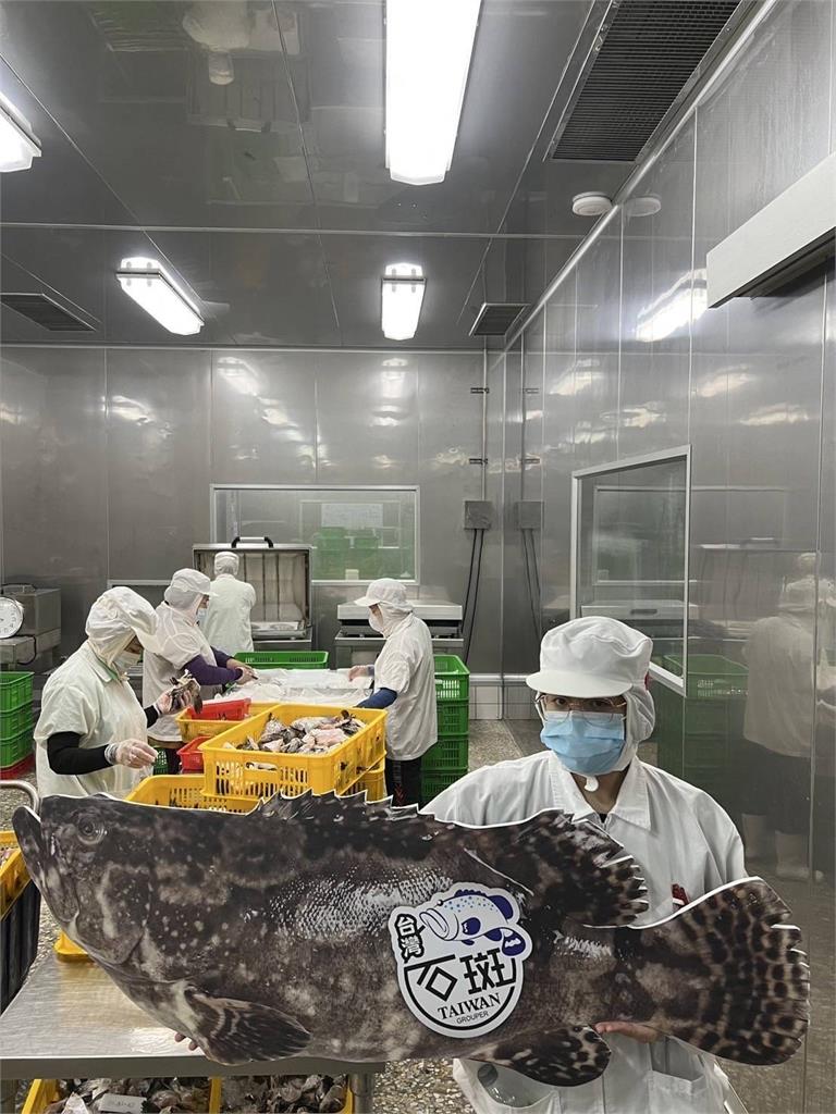 成功開拓日本市場 臺灣養殖龍虎斑今獲准輸日