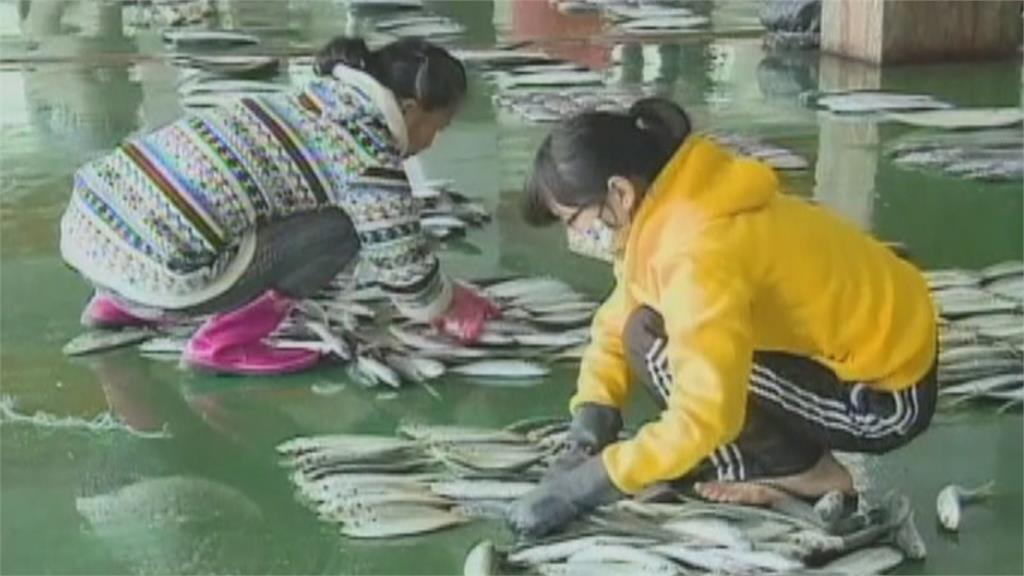 傳中國再禁我秋刀魚、午仔魚輸入　農委會：要求企業登記非針對台灣