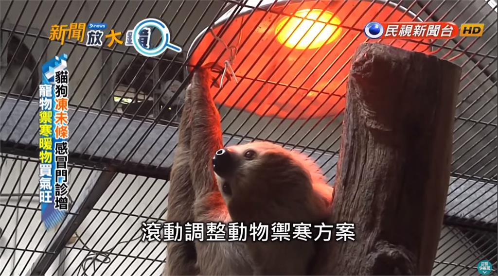 貓狗"凍未條" 感冒門診增 寵物禦寒暖物買氣旺