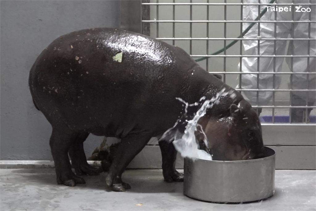 快新聞/台北動物園迎新成員! 2歲侏儒河馬「Thabo」抵台超萌畫面曝