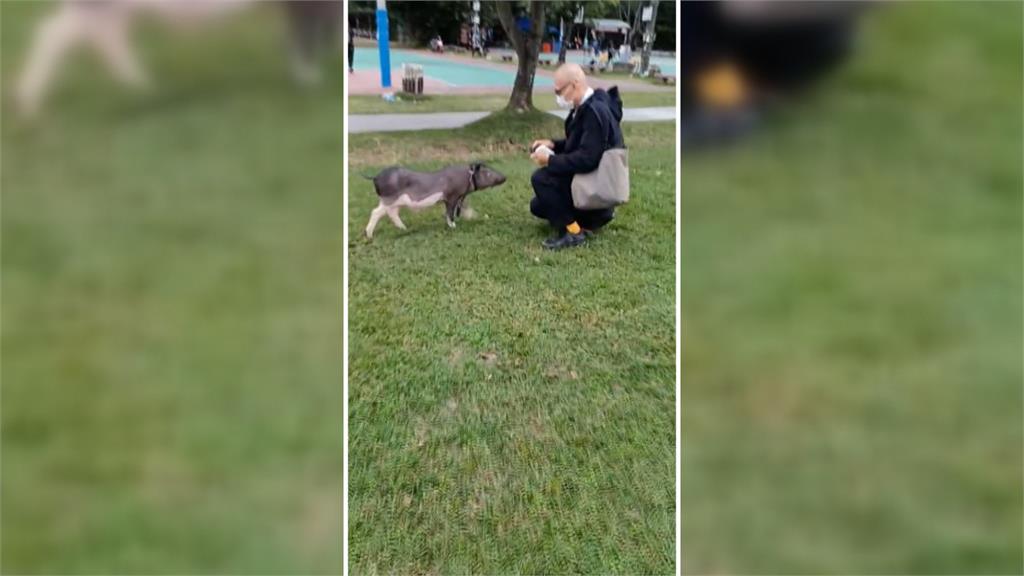 萌翻! 北市街頭驚見"街頭遛豬" 獨家直擊"豬豬蹭冷氣"