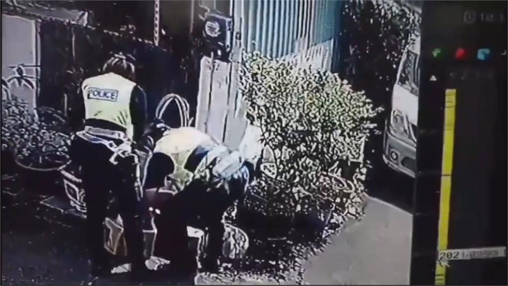 誰家的小豬在路上趴趴走? 警挨家挨戶找嘸飼主暫當保母