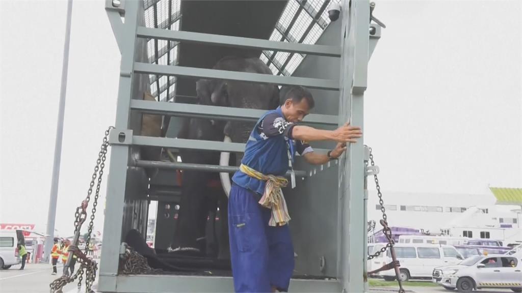 贈斯里蘭卡大象疑受虐引爆外交問題 搭2千萬專機返泰國治療