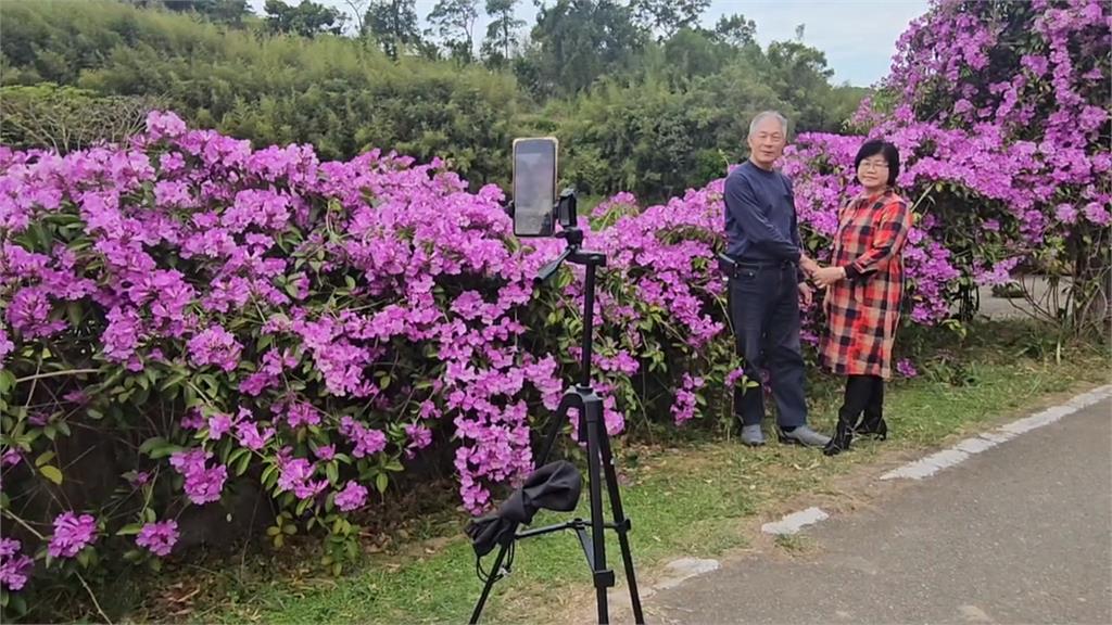 疑氣後異常!苗栗通宵「蒜香藤」三度盛開 吸引遊客朝聖搶拍