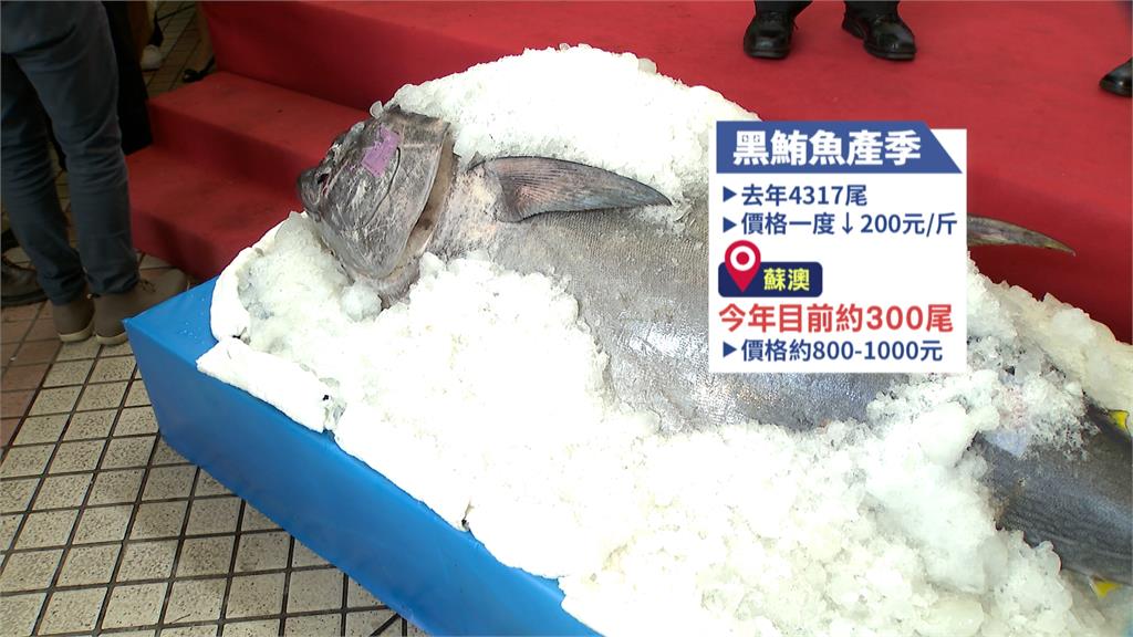 黑鮪魚義賣! 「宜蘭女婿」蔣萬安現身台北魚市
