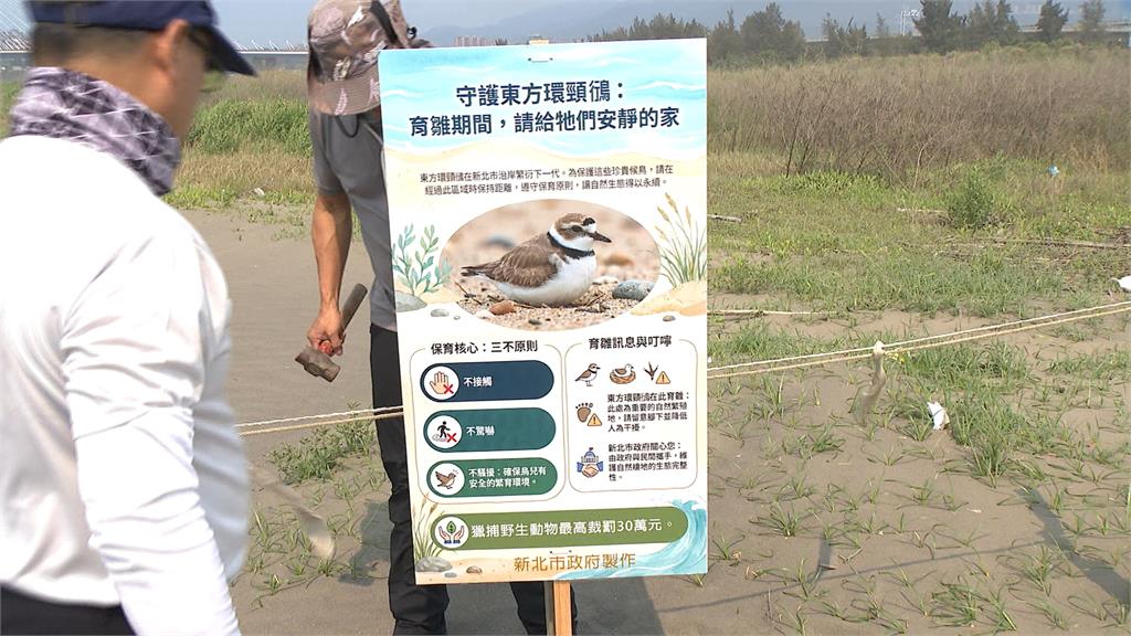淡江大橋煙火逢「候鳥繁殖期」　民團憂心破壞生態