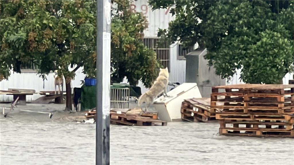 快新聞／連日豪雨釀災！台東金崙溪水位暴漲潰堤　水漫民宅畫面曝
