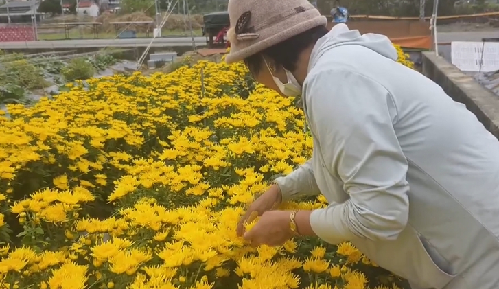 防颱作戰！柳丁盛產期　古坑果農多雇工人　拚搶收