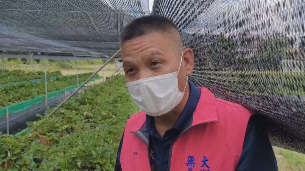 無毒栽種草莓！益菌取代農藥　標榜天然栽培