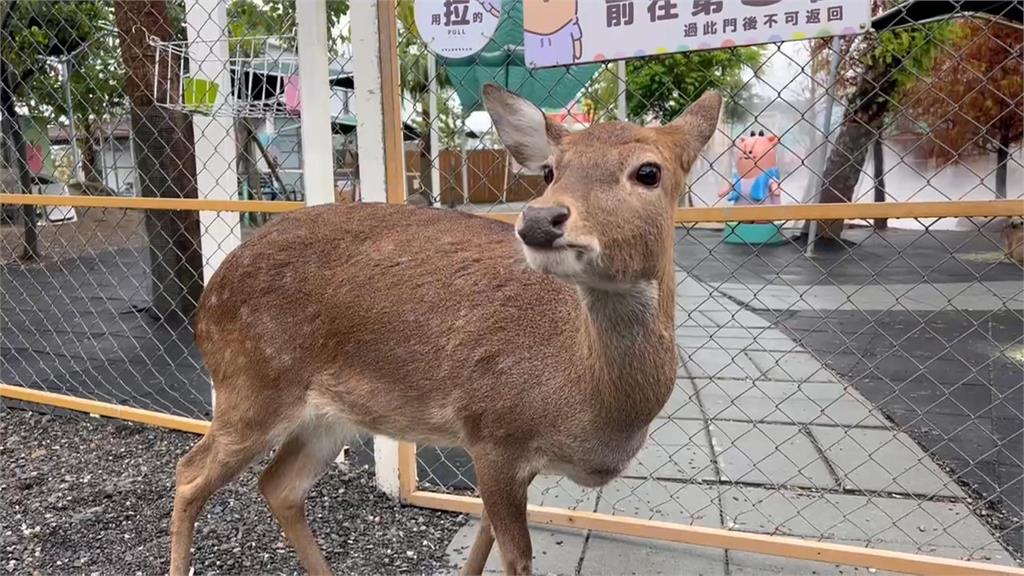 首起"空拍機投毒"害死動物案! 男子不滿員工跳槽下毒手