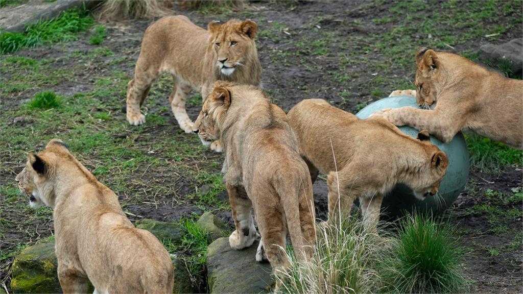 澳洲動物園驚傳「5隻獅子」逃出來玩！歷經3小時終於送牠們回家