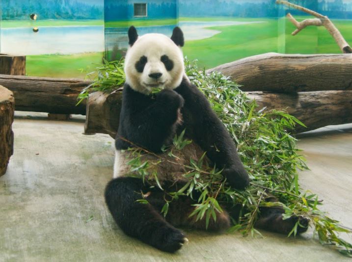 快新聞／大貓熊「圓仔」8歲生日線上直播　北市立動物園送上6個願望
