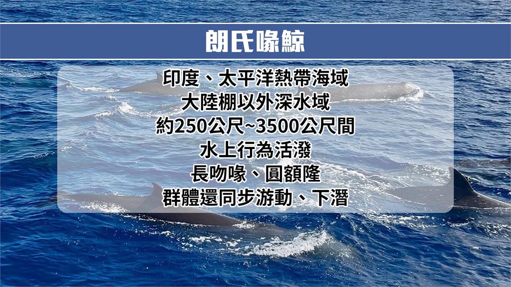 台灣首次目擊！　逾20頭「朗氏喙鯨」現身花蓮外海