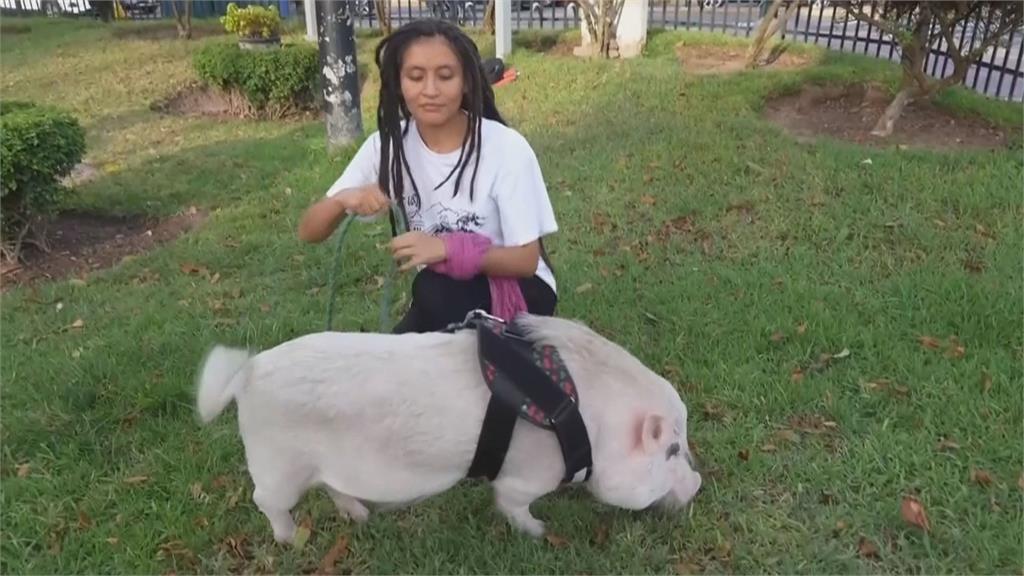 秘魯粉紅小豬逛公園成焦點　飼主盼透過「遛豬」推動反物種歧視