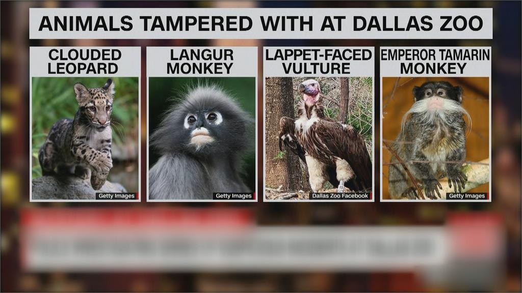 美國德州達拉斯動物園雲豹逃脫　禿鷹離奇死亡、猴子被偷！