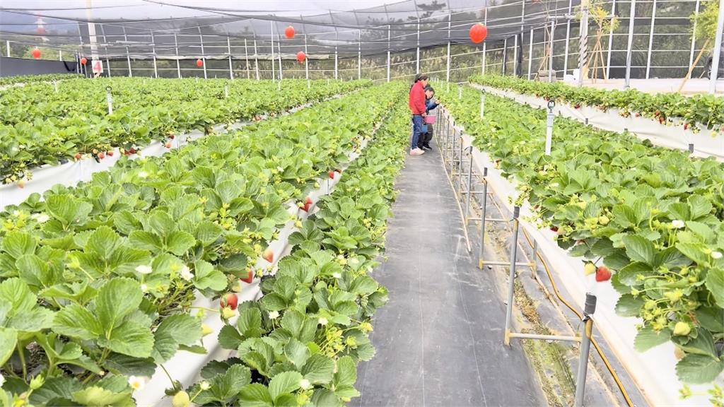 遠離塵囂! 苗栗大湖秘境"雲端吃鍋" 半山腰採莓逆勢夯