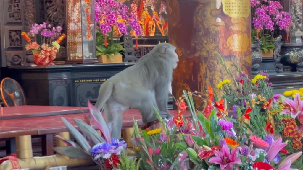 不速之客!猴子大軍入侵南投受天宮 跳上桌狂吃供品