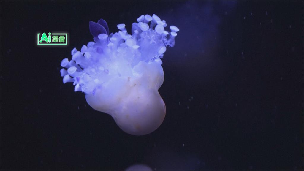 經營水族館烏克蘭夫婦 赴美躲戰火佛州打造水母博物館