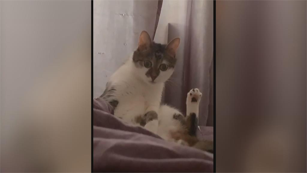 俄羅斯「驚訝貓」爆紅　飼主公開身世藏洋蔥