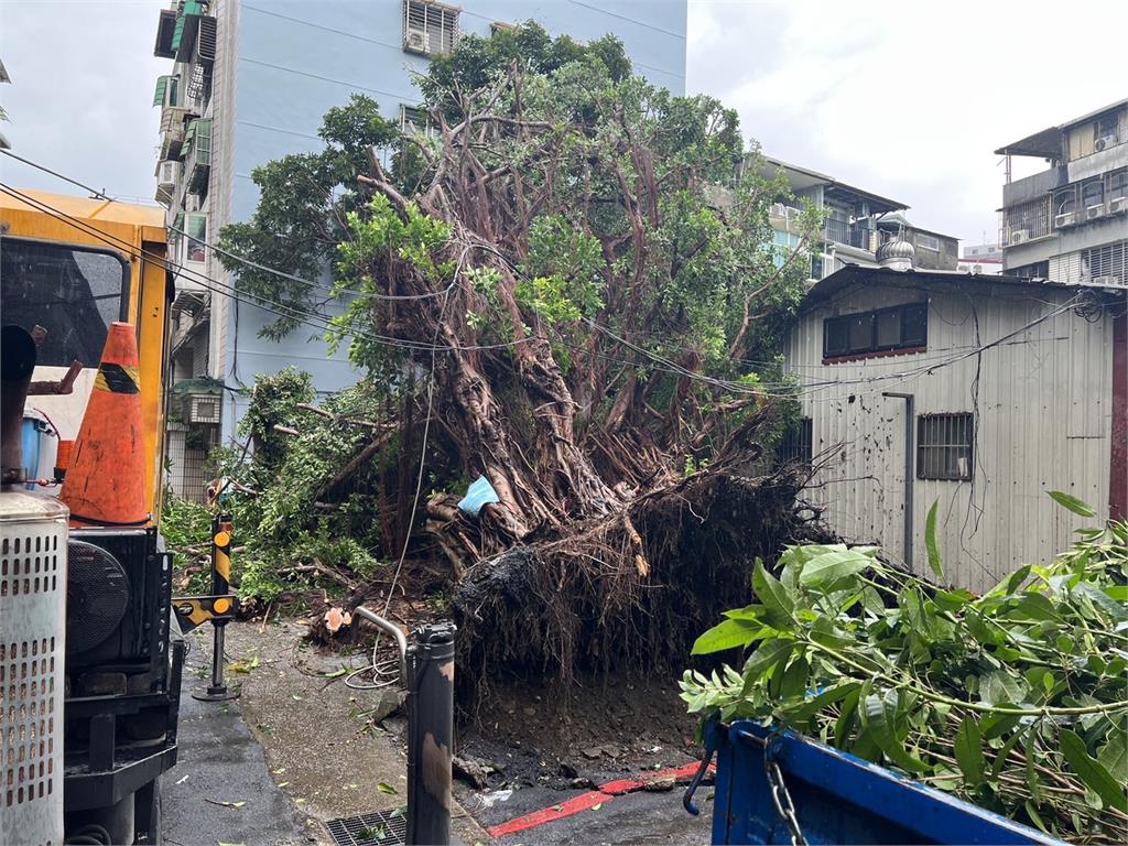 快新聞/驚險直擊!士林路樹突「連根拔起」倒下 路人一發覺迅速避開