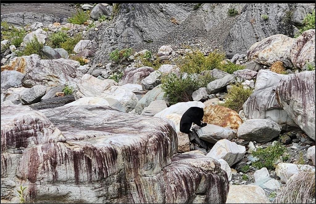 圖輯／嘉南野生動物豐富　自動相機拍到黑熊家族、好奇山羌可愛畫面曝