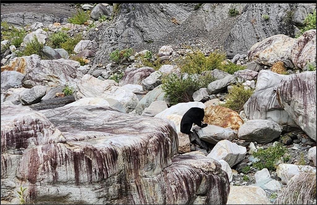 圖輯/嘉南野生動物豐富 自動相機拍到黑熊家族、好奇山羌可愛畫面曝