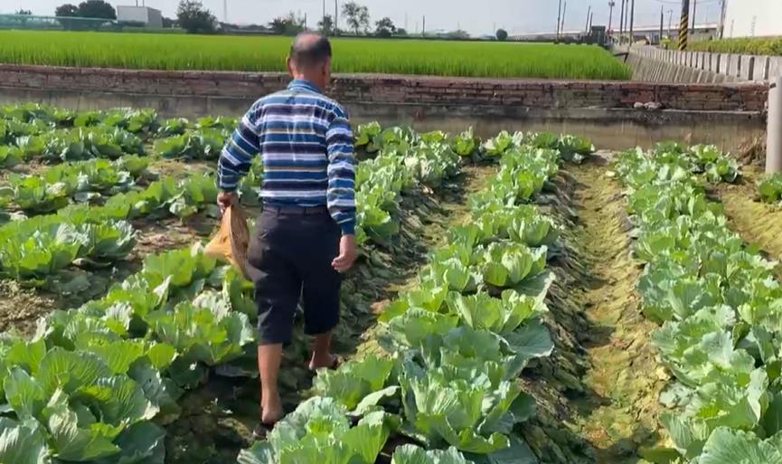 國民蔬菜高麗菜發出紅色警告！　農糧署示警「這情況」籲分散風險