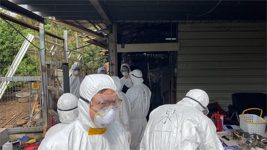 新竹縣養禽場爆H5N1禽流感　撲殺313隻家禽全面消毒