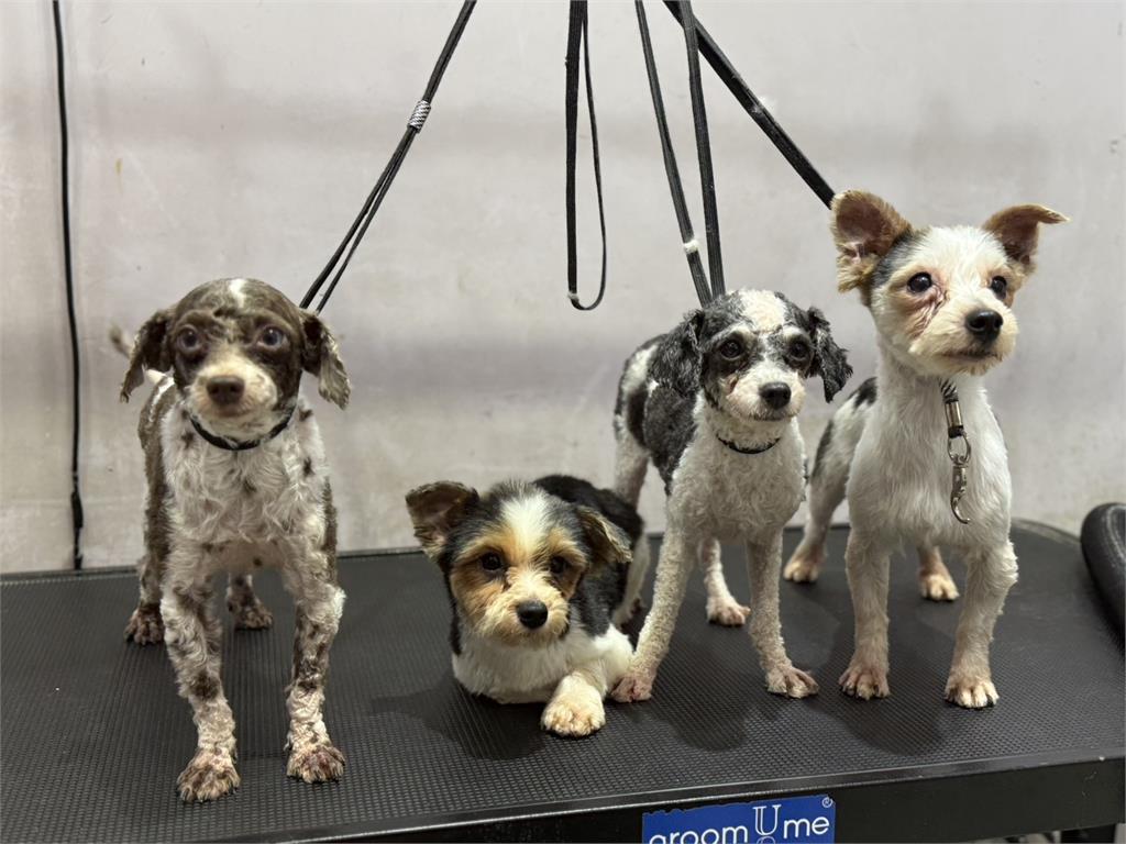 26品種犬塞貨櫃屋 桃園破非法繁殖場多隻聲帶遭割除