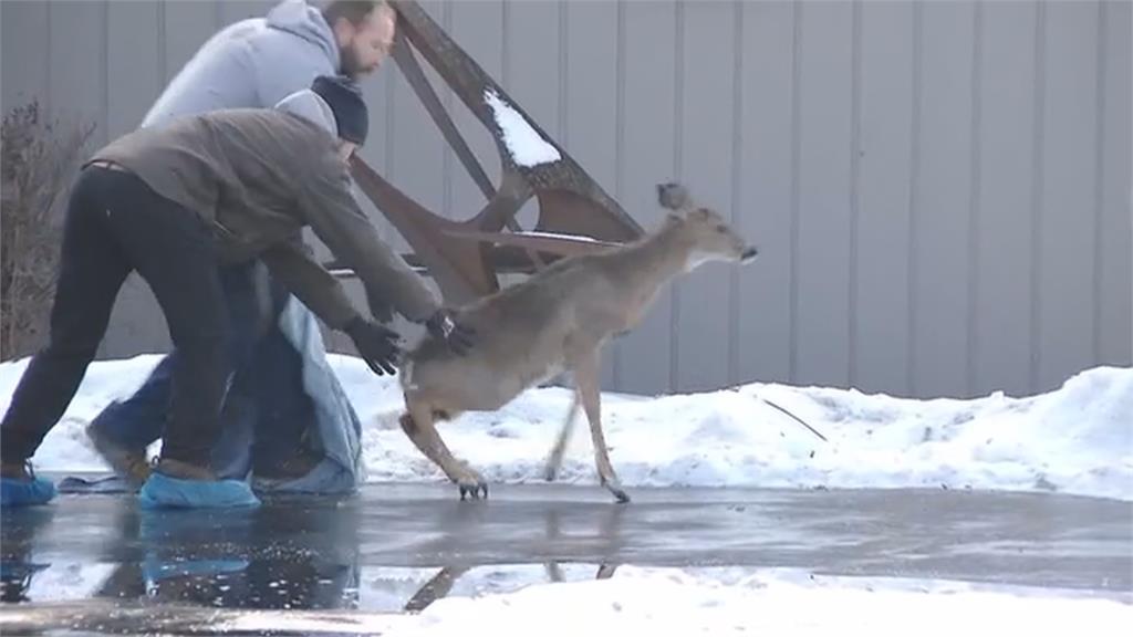 美國威州住宅遭闖空門！  凶手一隻迷途野鹿