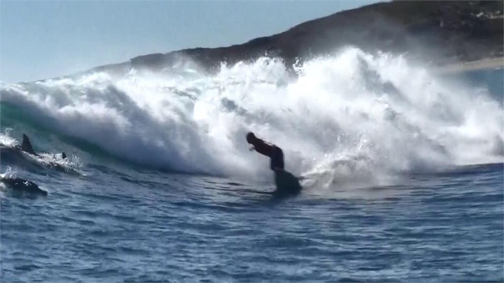 超特別！野生海豚相伴乘風破浪　澳洲衝浪賽特殊奇景超吸睛