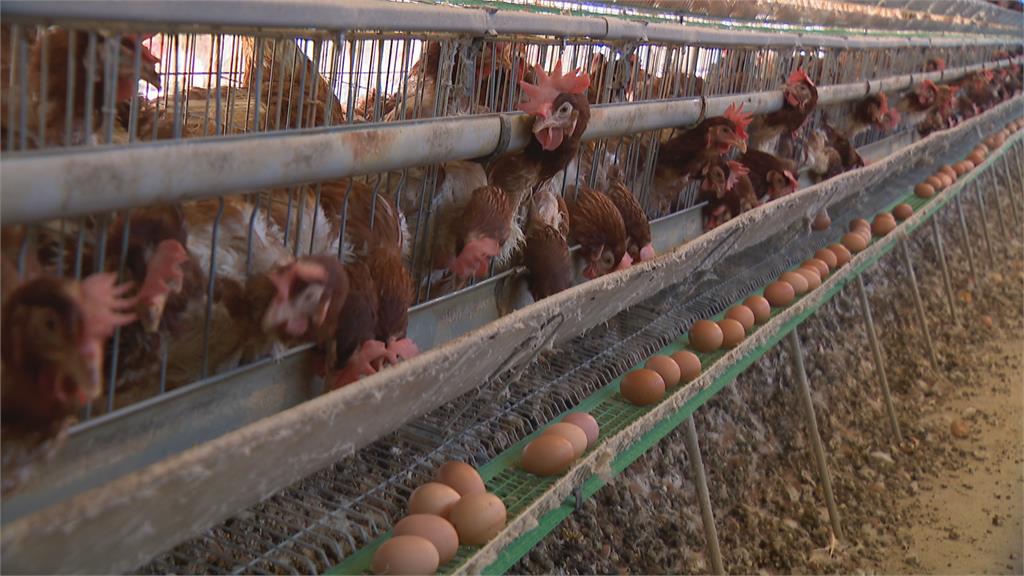 蛋價每台斤飆到44元　鐵蛋老店維持5年凍漲
