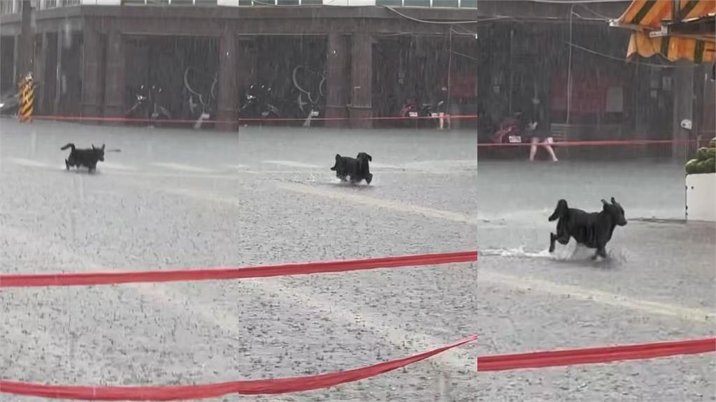 嘉義朴子炸雨彈「街道成河淹腳踝」!黑皮狗「奔跑狂歡25秒」吸百萬人朝聖