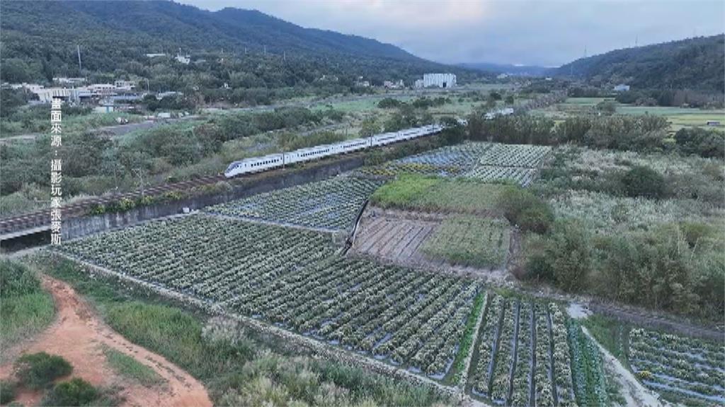 季節限定!苗栗賞杭菊追花海列車 農民煮茶免費招待遊客