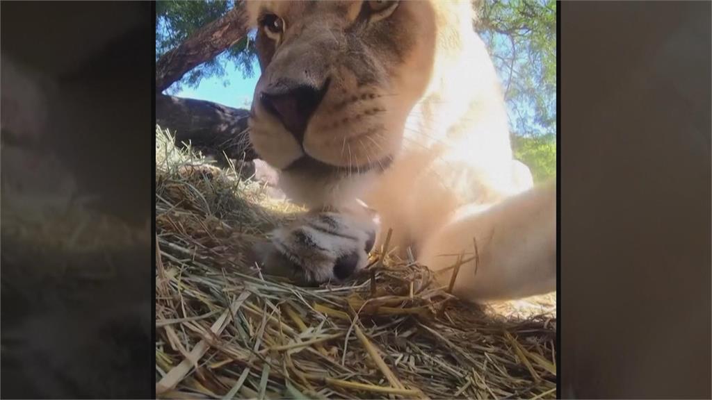 美動物園調皮獅子偷走攝影機　腳踢、舌頭舔畫面全都錄