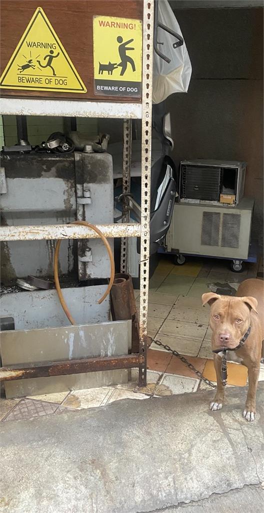 高雄移工失聯4年遇警「棄車狂逃」！躲機車行誤闖「比特犬家」狼狽影片流出…