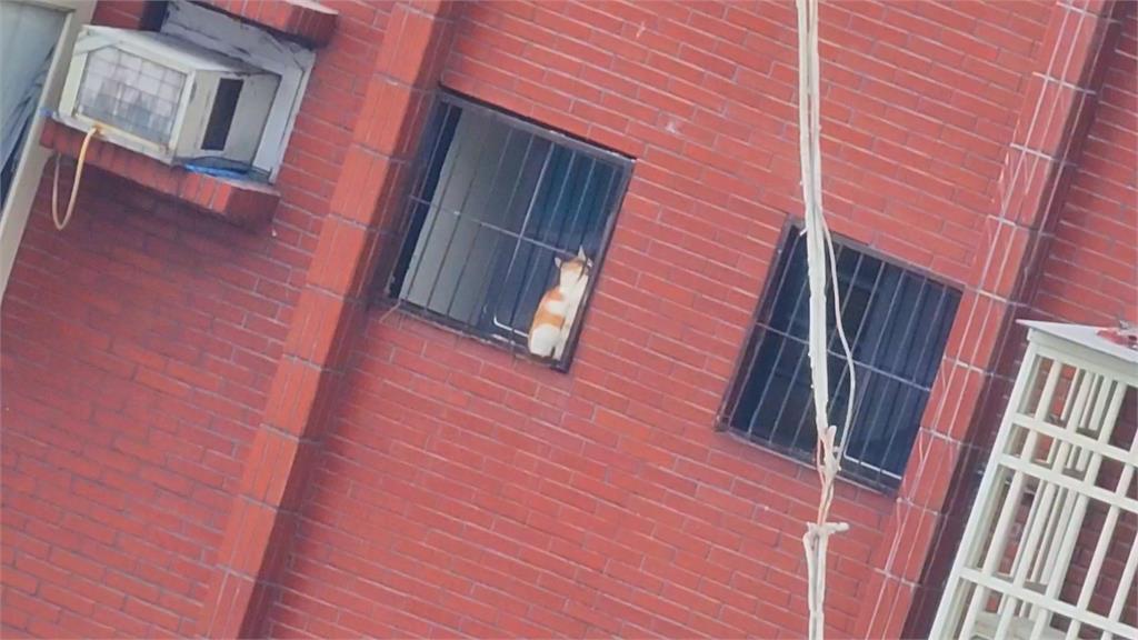 快新聞／天王星大樓有「貓」動來動去！　8樓飼主見愛貓身影情緒激動