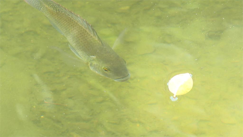 釣228公園「鱷雀鱔」煮來吃 成大釣魚社歉:兩人非社團成員