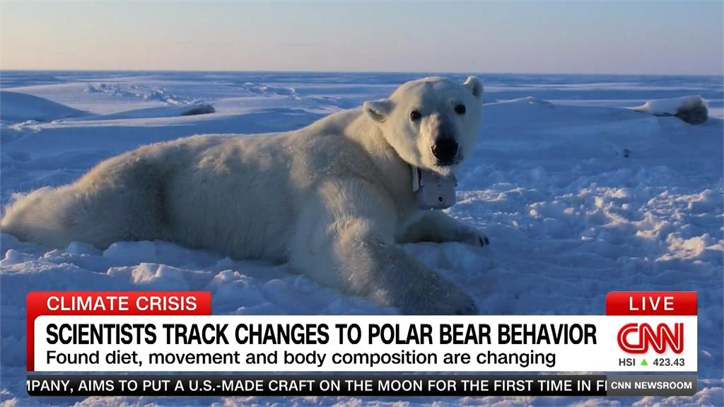 獵不到海豹「改吃老鼠」　北極熊裝戴攝影機記錄暖化日常